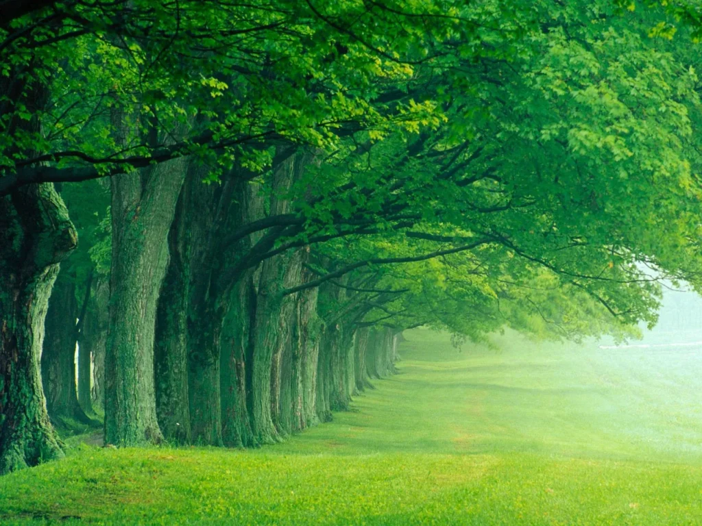 دومینیکا: جزیره‌ای برای عاشقان طبیعت و اکوتوریسم
